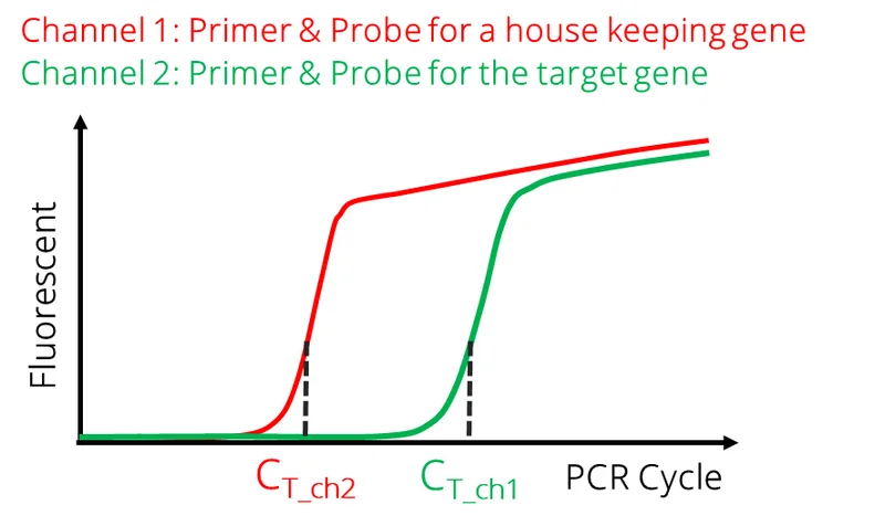 Two-channel real-time PCR amplification curves, one for a reference gene and one for the target gene