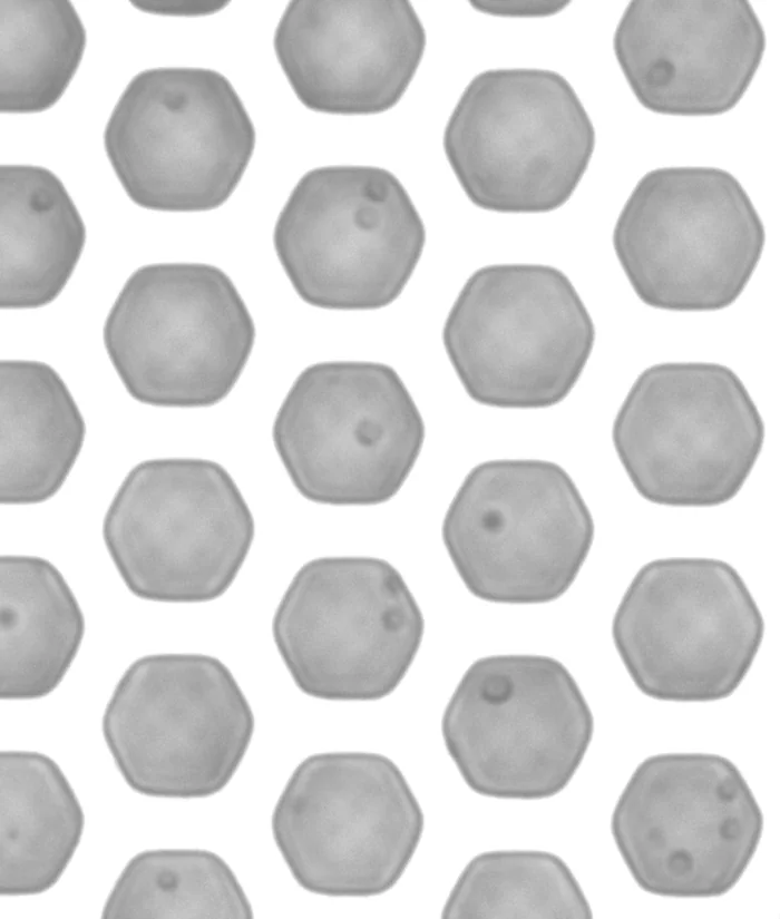 Microscope image of hexagonal microwells on the chip, some of them holding cells